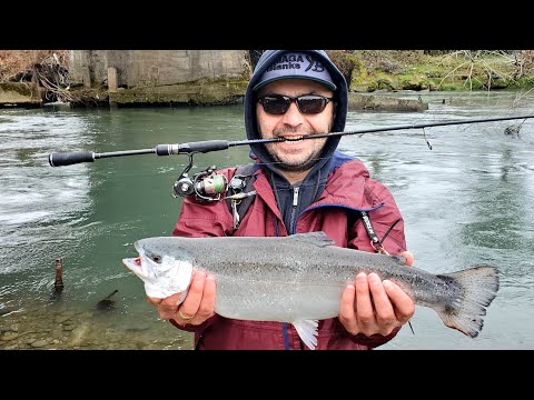 \"თურქული კალმახი\" Steelhead.