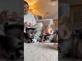 【お昼寝】遊び疲れてハスキーを枕に寝ちゃう赤ちゃん😂👶🐶 [Nap Time] Baby Falls Asleep Using a Husky as a Pillow