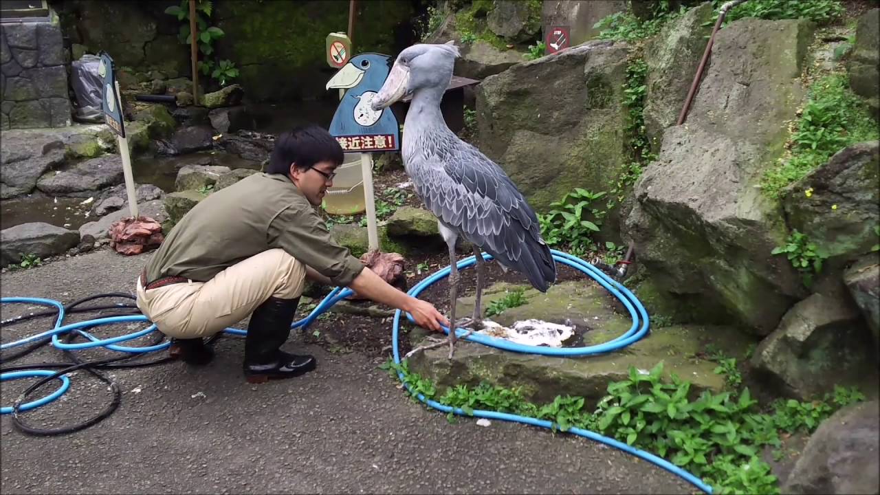 ホースを踏んだまま なかなか動かないハシビロコウ トトトトリ