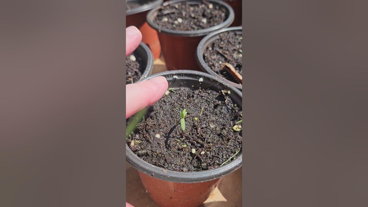 conifer-tree-update-growing-spruce-pine-and-cedar-trees-from-seed