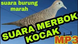 SUARA MERBOK KOCAK GONDANG MP3
