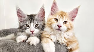 Maine Coon Kittens and the Magic Whisker!