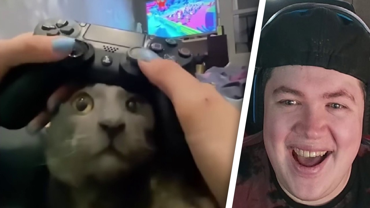 funny cats with single braincell | REAKTION