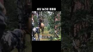 세상 놀라운 동물들