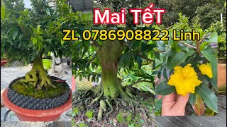 P1 Chia Sẽ Vườn Mai Duy Linh Sđt Lh 0786908822