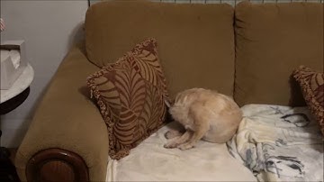 Parthenon model build