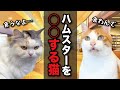 【これはアカン】ハムスターショップで猫がアルバイトした結果【コント】 【猫アニメ】