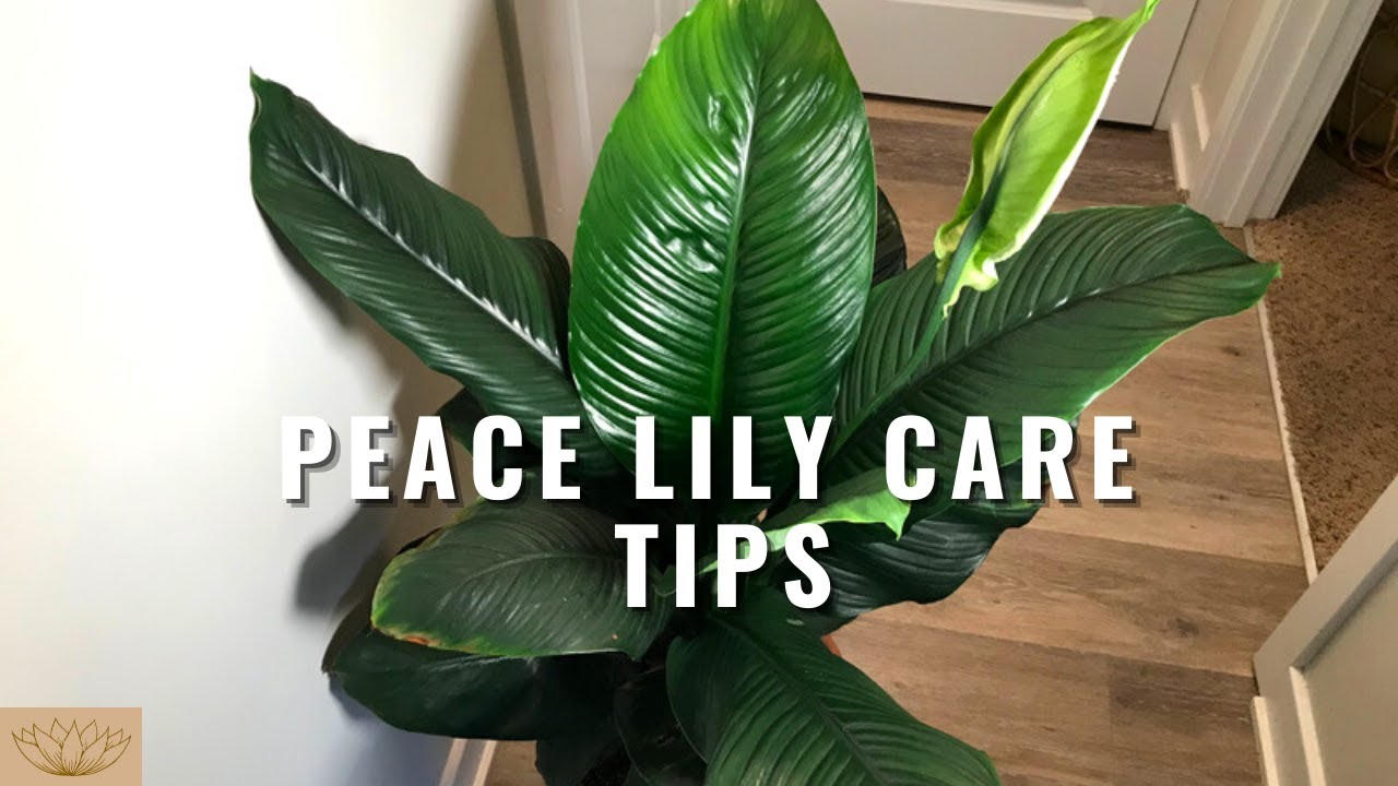 Peace Lily Collection | How to Care for Peace Lilies