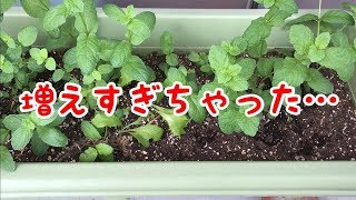 スペアミントの冷凍保存【ベランダ栽培】【プランター】【ハーブ】