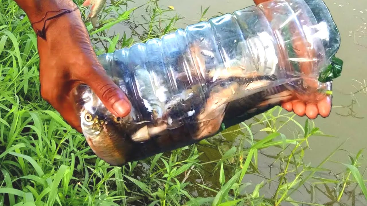 Bottle fishing | Bottle fish trap | Unique fishing techniques - YouTube