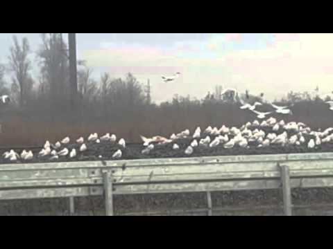 LELA KAKULIA - ლელა კაკულია