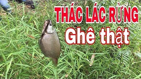 CÂU CÁ THÁC LÁC Ở RỪNG TRÀM, CON NÀO CON NẤY ĐEN MUN ///Fishing in the wild.