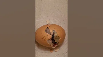 Вылупился цыпленок! Это птица или нет?😊