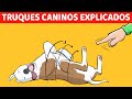 Como Ensinar Seu Cachorro A Rolar (E 9 Outros Truques Legais Para Cachorros Explicados)