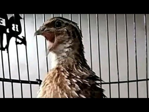 Burung Puyuh Gacor Cekeker Siap Meramaikan Dunia Pergantangan
