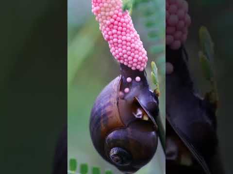 hati-hati kalau ketemu