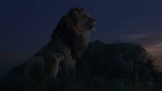 Father and son precious moment clip ( 4K Ultra HD)☆ The Lion King (2019) | Tank