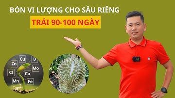 Vi Lượng Cho Cây Sầu Riêng Khi Trái 90 Ngày | Nông Nghiệp Tây Nguyên