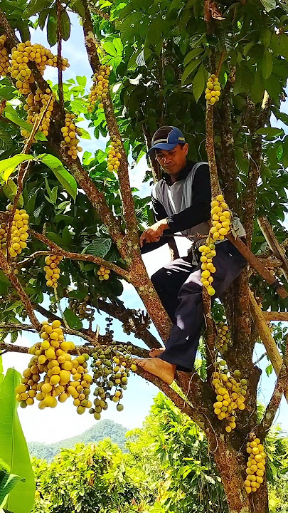 Pruning pohon langsat di kebun. #petani #farming #berkebun #langsat #petanimuda #shots  #fyp