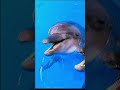 Dolphin edit