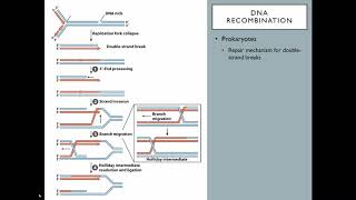 OSSM Biochem Chapter 25 - DNA Recombination