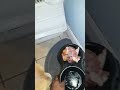 6 month APBT RAW feeding
