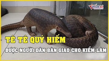 Cận cảnh 2 cá thể tê tê nặng gần 10 kg được người dân bàn giao cho kiểm lâm | Báo Vietnamnet