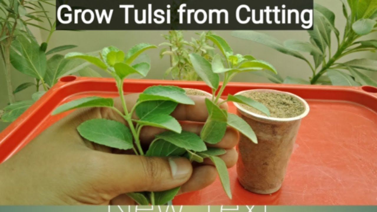 How to grow Tulsi Plant ( Basil) from Cutting With Update तुलसी को