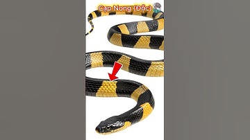 Rắn Cạp Nong Và Rắn Khuyết Lào #thếgiớiđộngvật