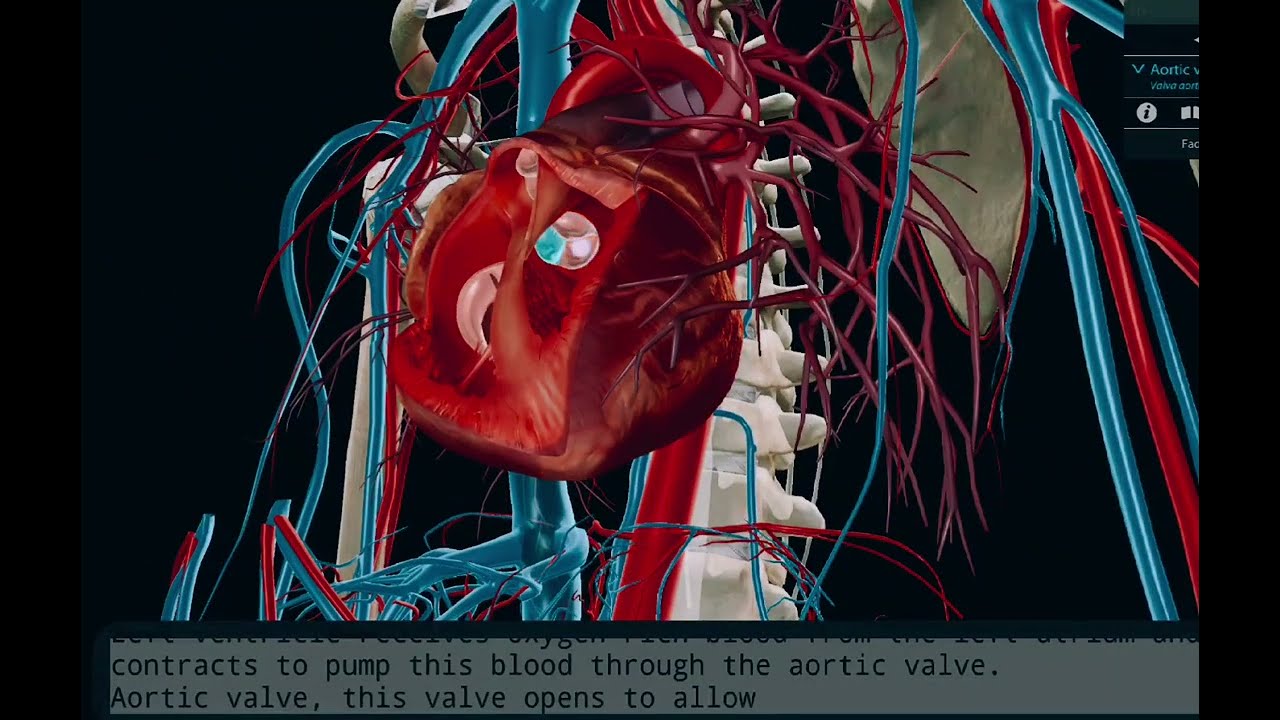 Heart valves and their functions