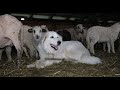 URSU intre oi | Prezentarea câinilor | La saivanul lui Vasile B. Ep. 40 - super video 2020