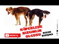 Köpeklerde Kızgınlık Olgusu (Kızan, Kızışma)