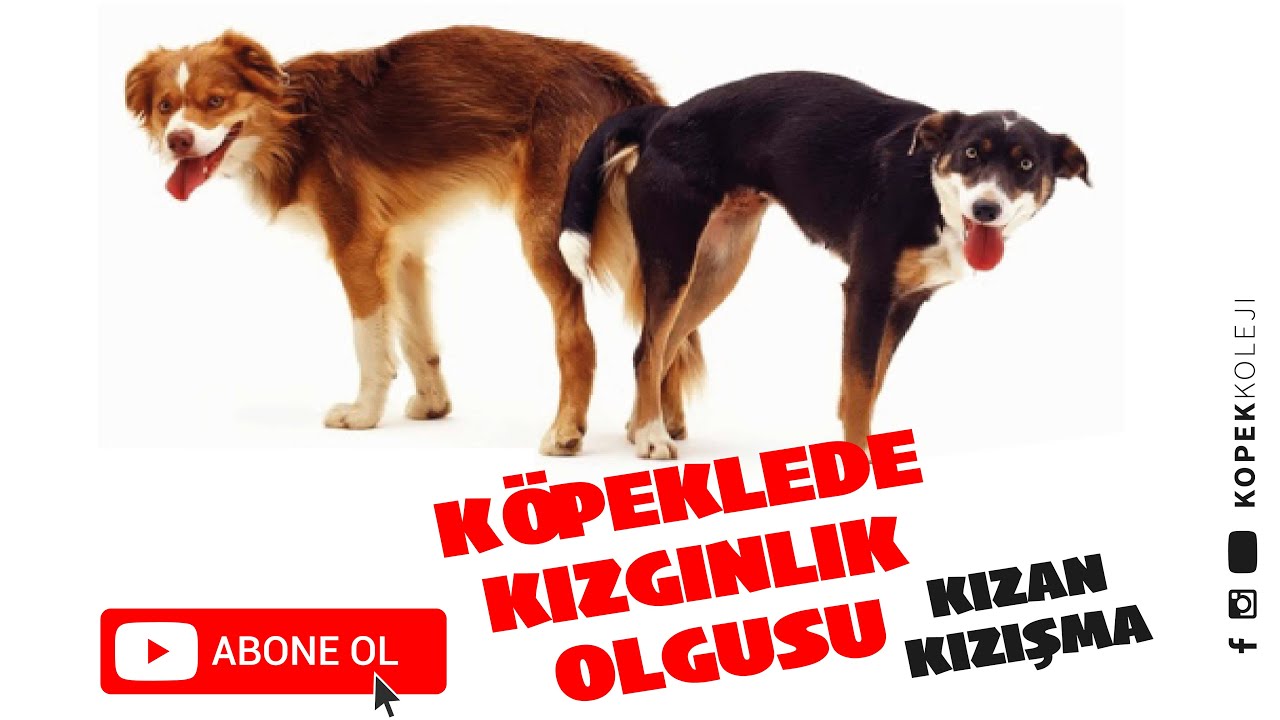 Kopeklerde Kizginlik Olgusu Kizan Kizisma Youtube