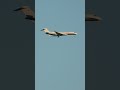 Global Jet Bombardier Global 7500 HB-JIT landing at Barcelona Airport #shorts #bombardier