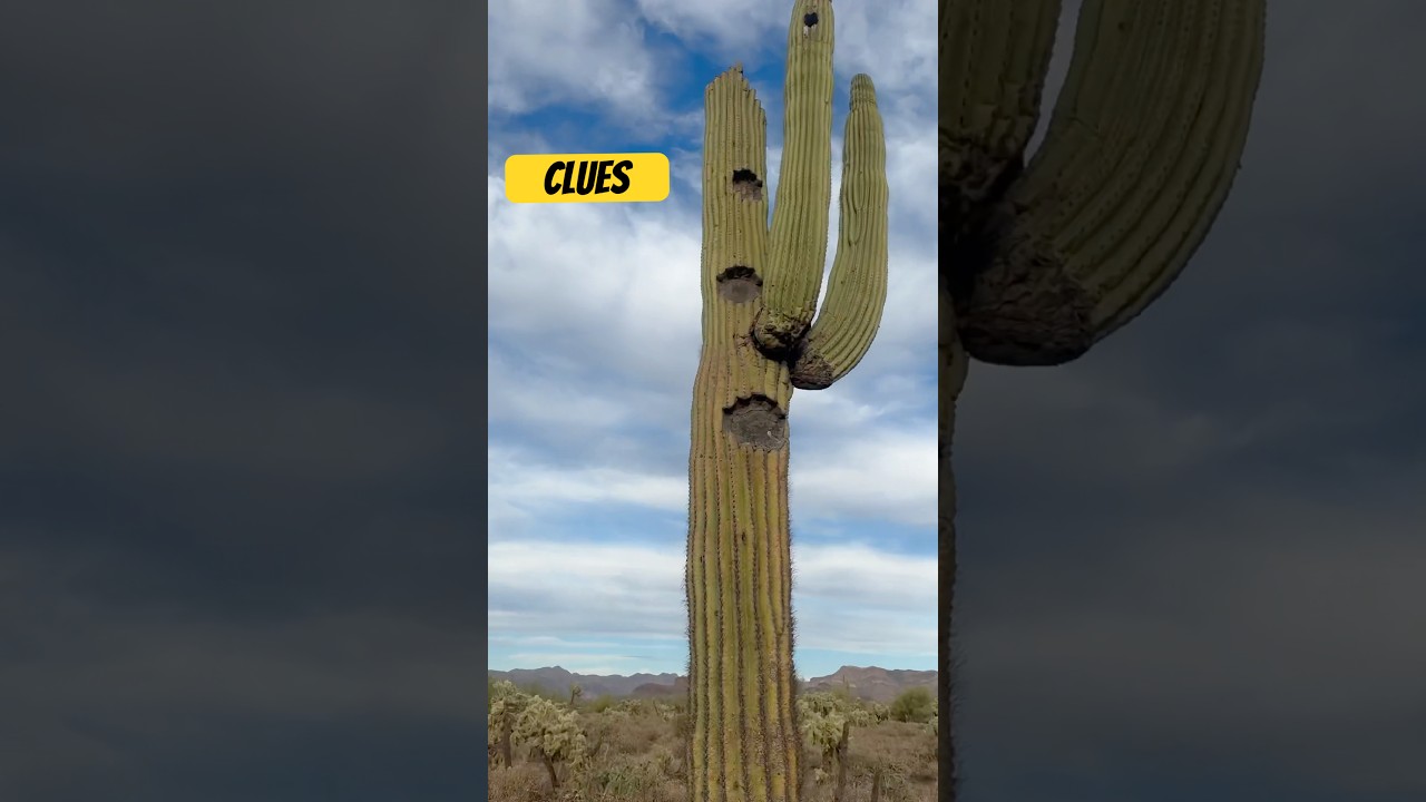 Clues to Hidden Treasures in the Superstition Mountains 