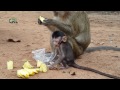 monkey protects baby, monkey eating corn, monkey eat corn, cute baby mon...