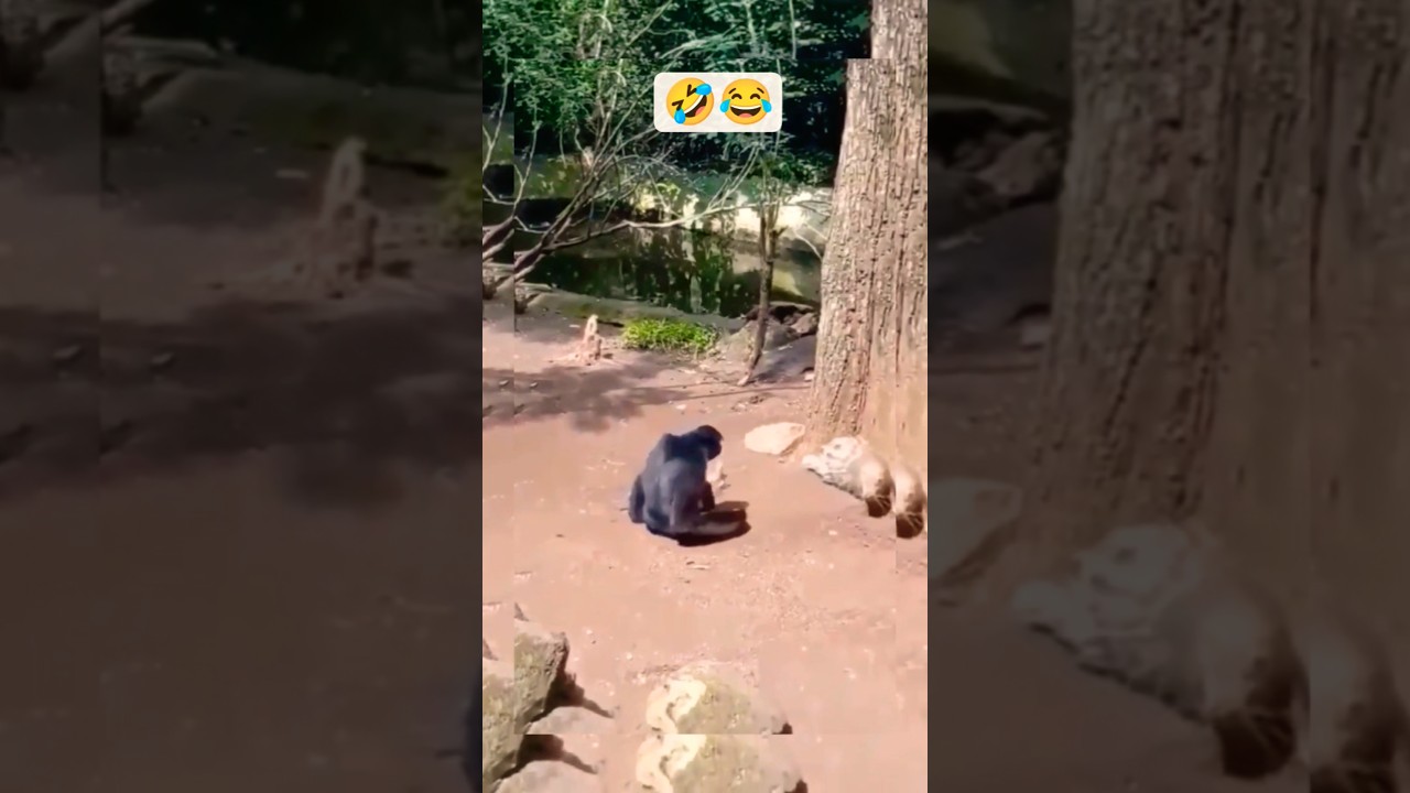 This Monkey Messed With The Wrong Animals 👉🤣😂 