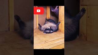 Mr. Racoon on humpday vibes, Ladies be Aware!!!🦝🦝🦝  #love #trash #panda #adorable #viral #riding