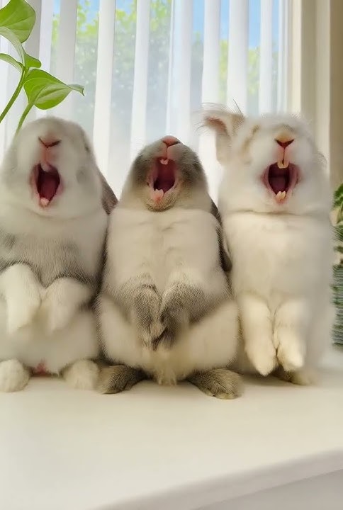 Let's laugh together with these rabbits #rabbit #aigenerated #cuteanimal #bunny #cute  #cuterabbit
