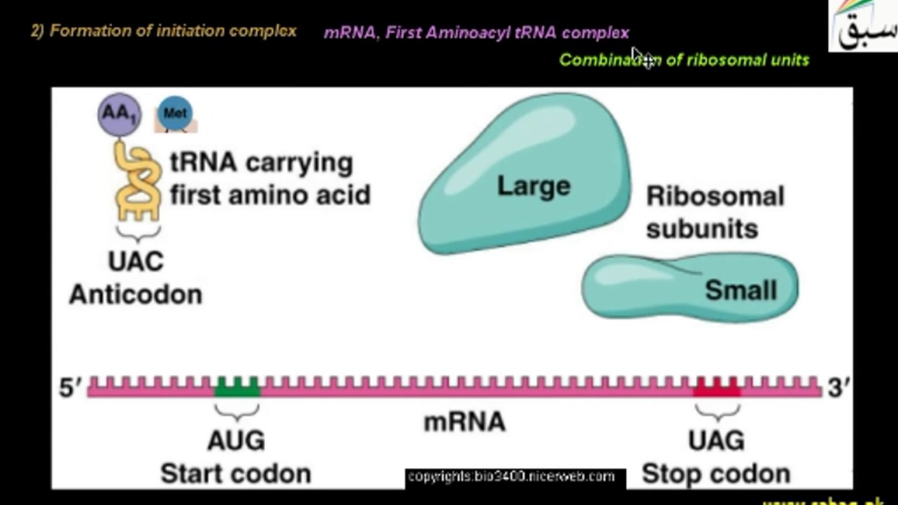 Advance Translation,Protein Synthesis, Biology Lecture | Sabaq.pk |