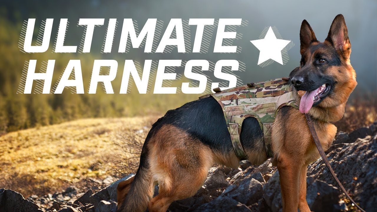 Harness Sizing – Team K9