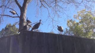 Turkeys gone domestic?