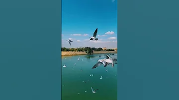 وصيت الهوى يحاجيك 