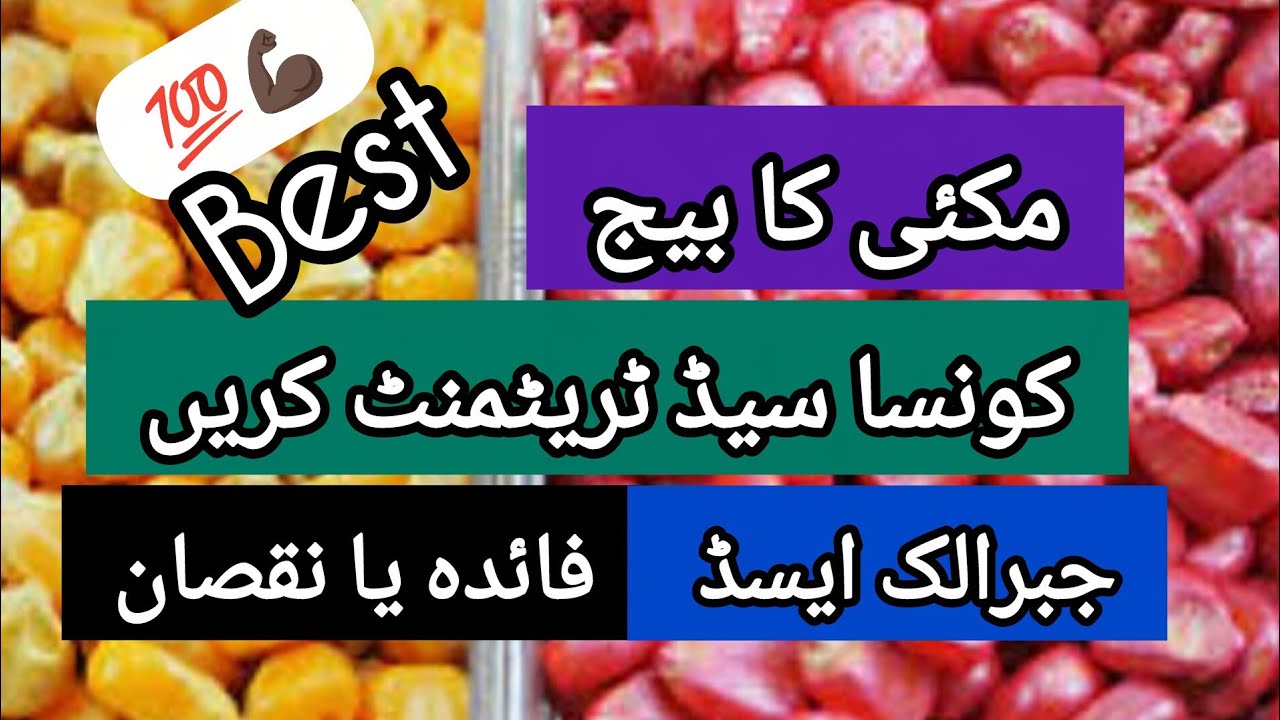 Best seed treatment for maize crop ||@agritalksbysaadat 