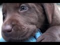 Day 39 - Mocha's Chocolate Labrador Retriever Puppies get a New Room