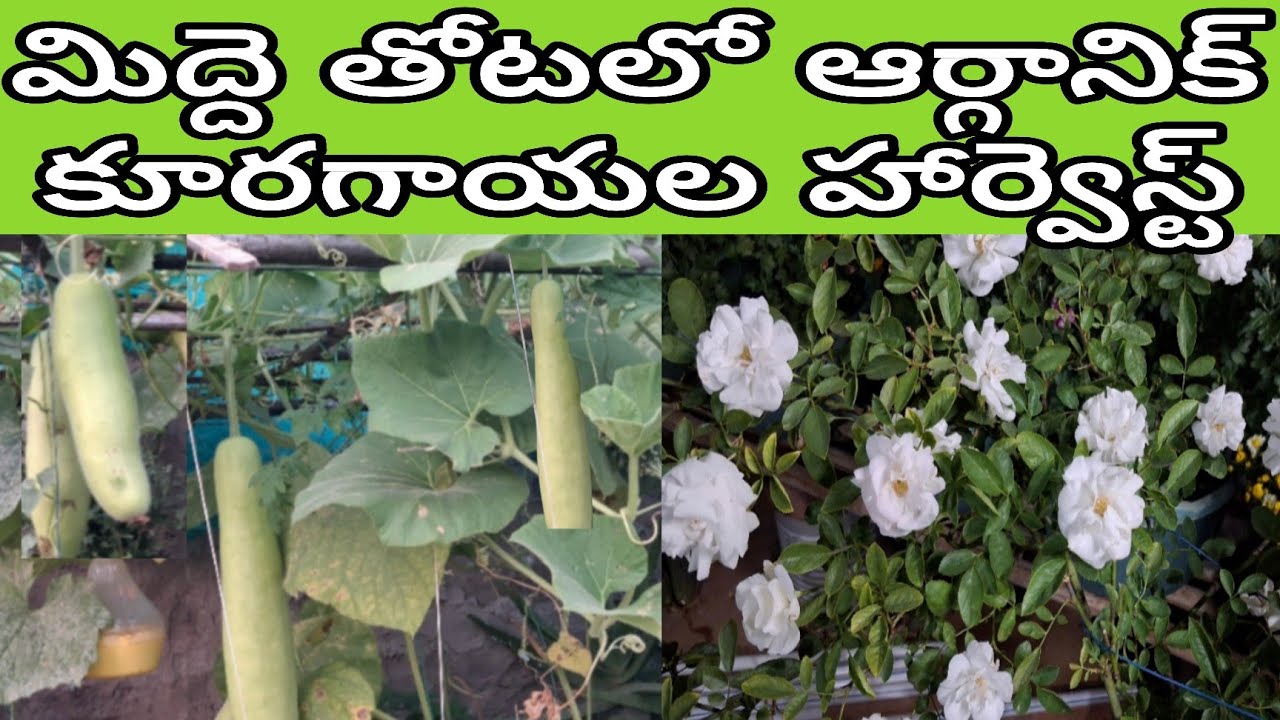 మిద్ద తోటలో ఆర్గానిక్ గా పండించుకున్న కూరగాయల హార్వెస్ట్ ||Bumper harvest in my terrace garden