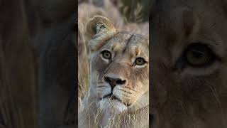 animals lion serengeti africanwildlife serengetinationalpark wildlife tanzania africa