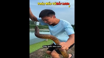 Thần Lươn đến Giang Tô bắt toàn Lươn bự, Thủy Hầu Tử Bắt Lươn Phần 122