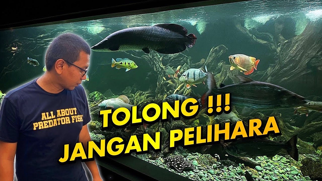 JANGAN PELIHARA 3 IKAN PREDATOR TERBESAR INI !!!