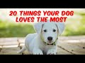 20 Things Your Dog Loves The Most